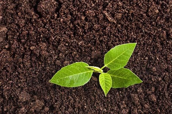 Seyri Şifa Sovdavi Mizaç Hastalıkları